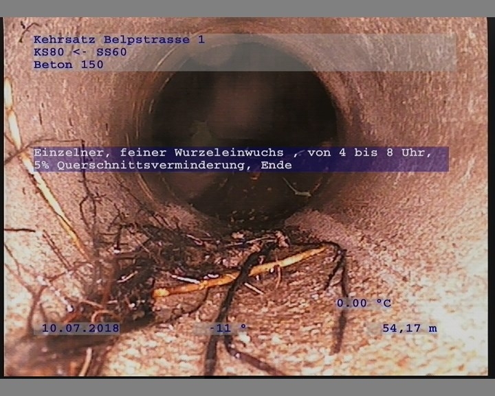 Wurzeleinwuchs