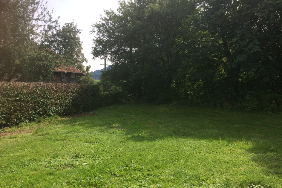 Wiese und Wildhecke vor dem Bau
